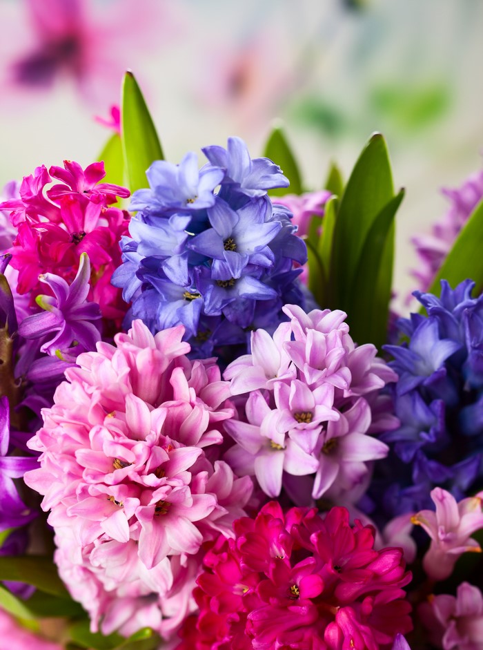 Close-up of colorful hyacinth flowers