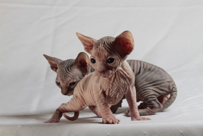 Two Sphynx Kittens on a White Background