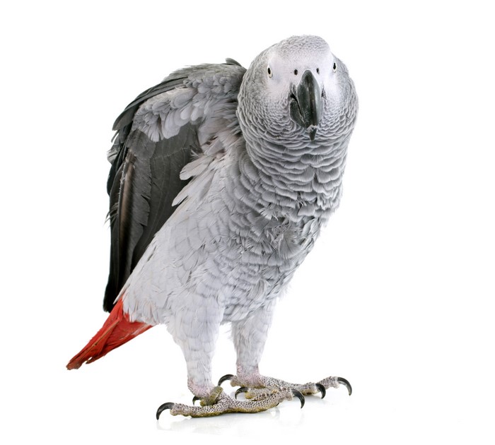 African Grey Parrot on White Background