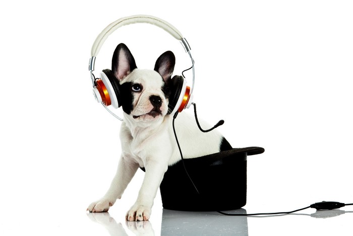 French Bulldog Puppy Wearing Headphones in a Hat