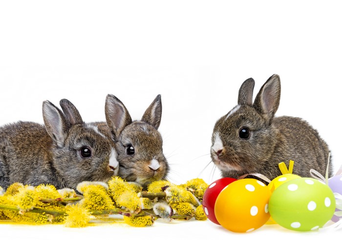 Easter Bunnies with Eggs and Pussy Willows