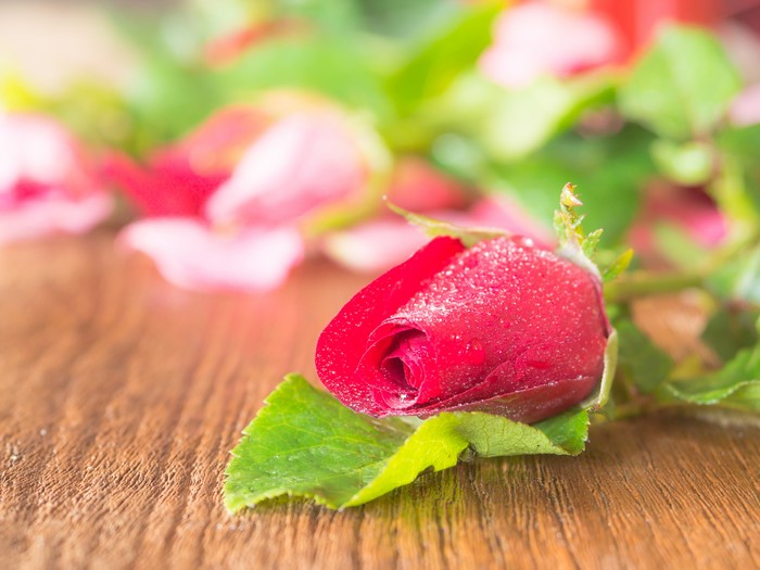 Red Rose with Water Drops on Wooden Table