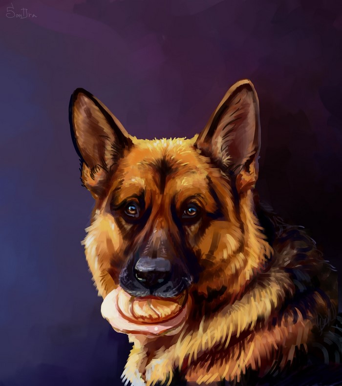 German Shepherd dog holding a sandwich in its mouth