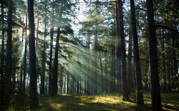 Sunbeams filtering through a pine forest