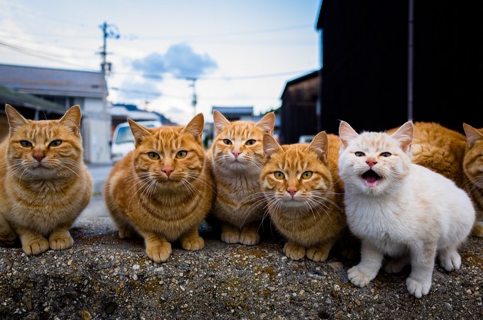 Group of ginger cats sitting on a wall