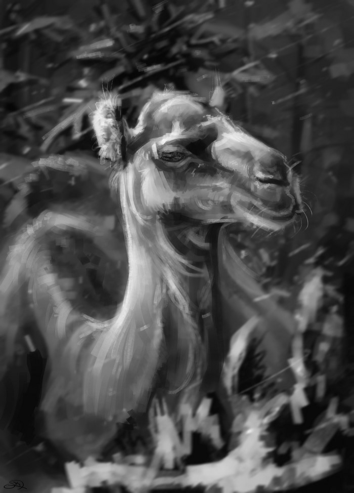 Black and white painting of a camel's head