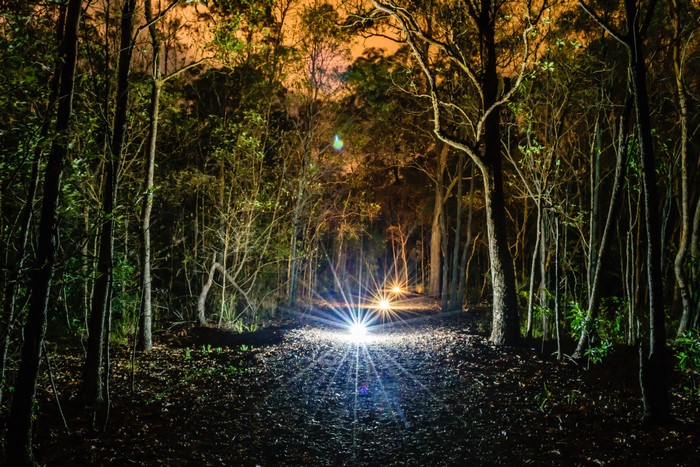 Night forest with light rays on a path