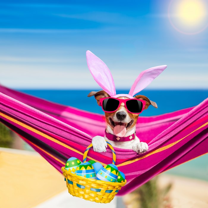 Jack Russell terrier with bunny ears and sunglasses in a hammock with Easter eggs