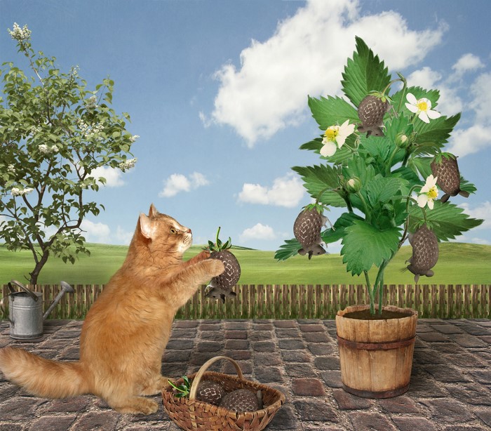 Orange cat picking strawberries from a plant