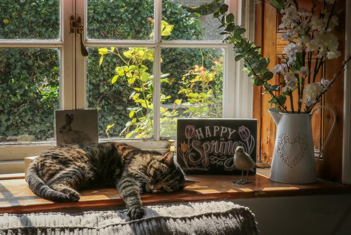 Cat sleeping on a windowsill with spring decorations