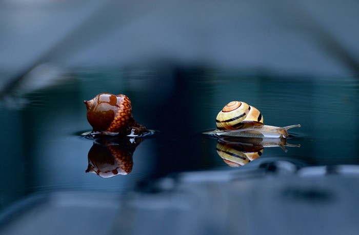 Two snails on water