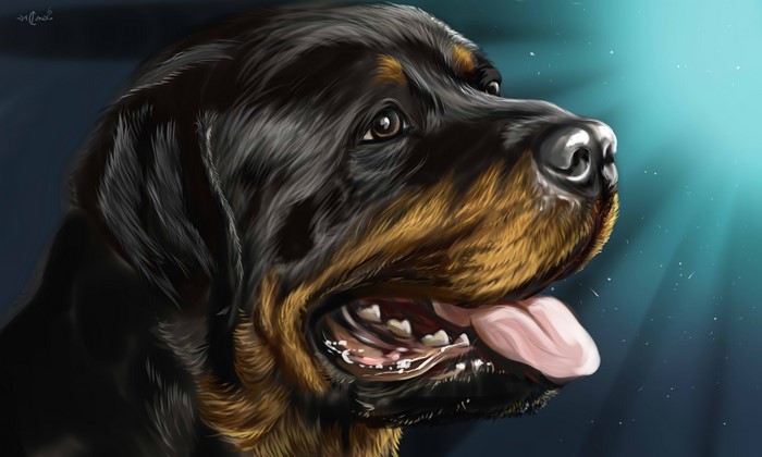 Rottweiler Dog Painting Art Closeup