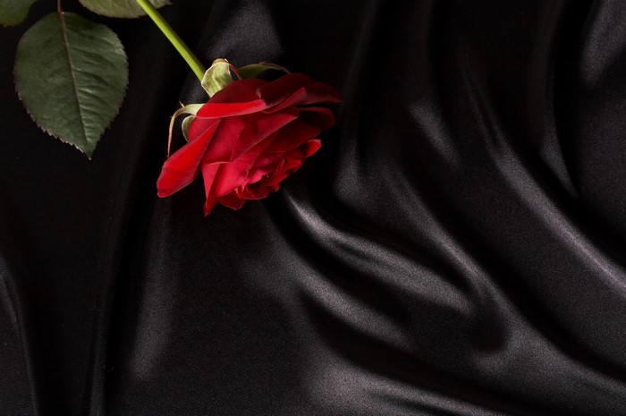 Red rose on black satin