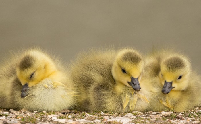 Three fluffy baby geese sleeping on the ground