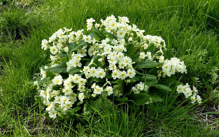 A cluster of white primroses in green grass