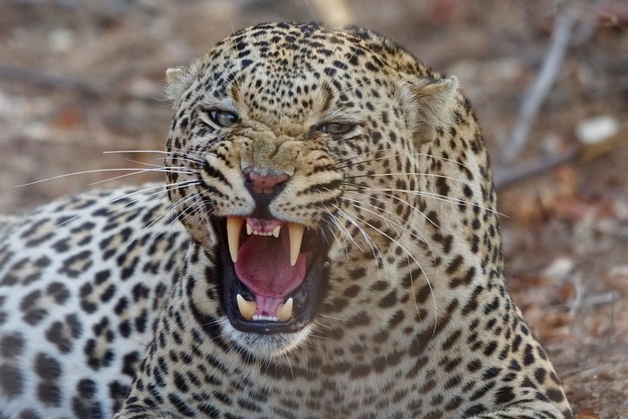 Leopard roaring with fangs exposed