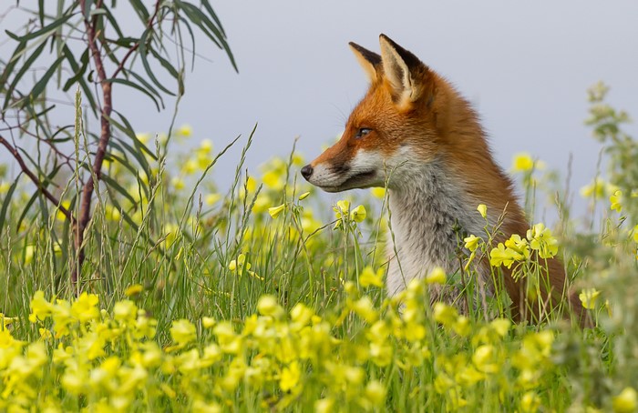 Red Fox in a Field of Yellow Flowers
