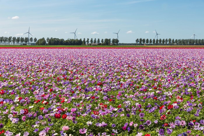 Field of Anemone Flowers with Wind Turbines