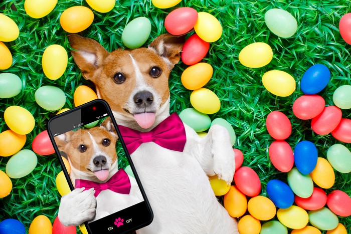 Jack Russell Terrier Dog Taking a Selfie with Easter Eggs