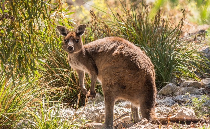 Kangaroo looking back in a grassy area