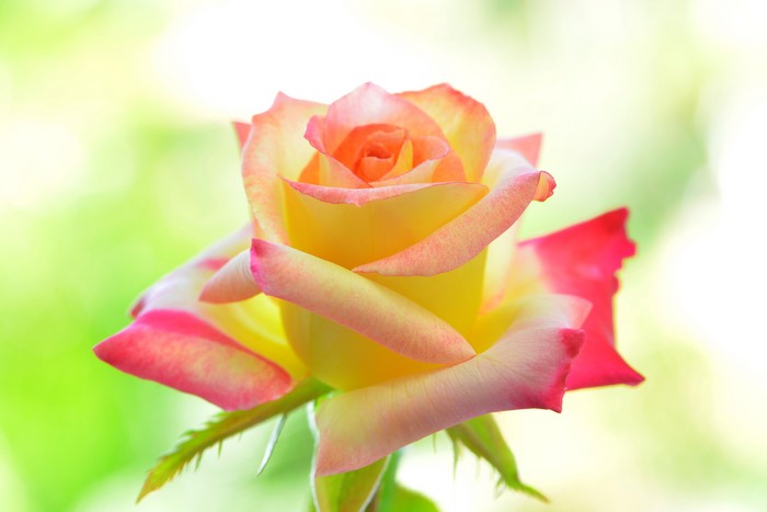 Yellow and pink rose closeup