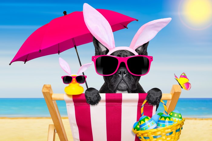 French Bulldog with Easter Bunny Ears on a Beach