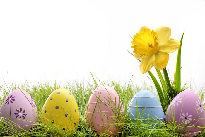 Easter Eggs and Daffodil on White Background