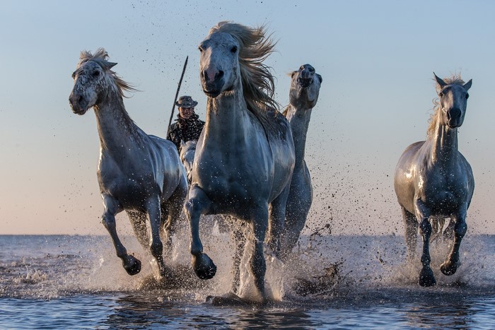 Camargue horses running through water with a rider