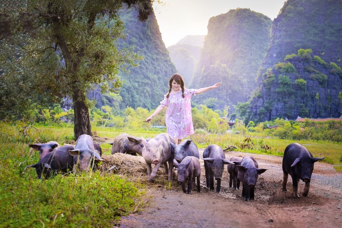 Girl with pigs in a mountainous landscape