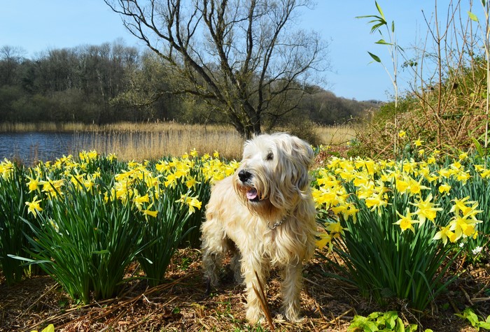A shaggy dog stands in a field of daffodils