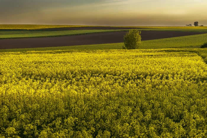 Fields of Rapeseed Under a Golden Sky