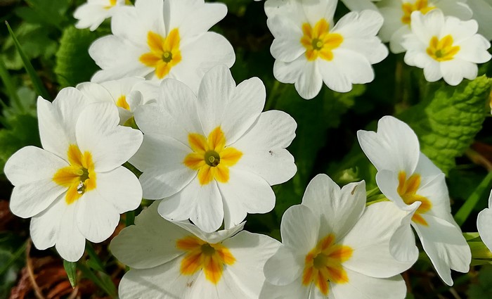 White Primula flowers with yellow centers