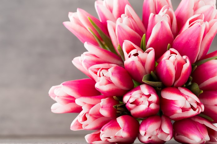 Pink and White Tulips Closeup