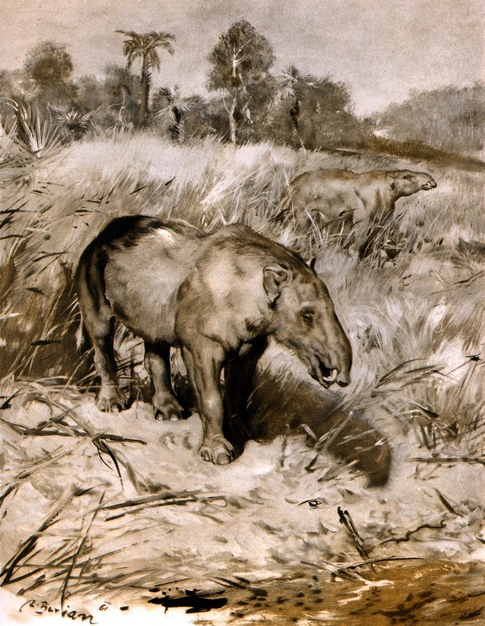 Moeritherium ancient animals by Zdenek Burian