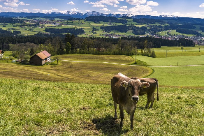 Cows in a German Alpine Landscape