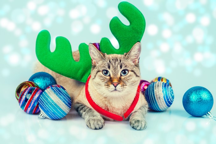 Cat with Antlers and Christmas Ornaments