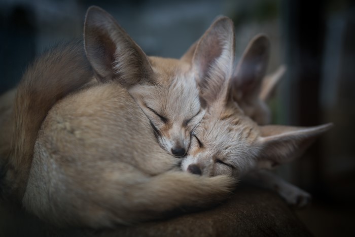 Two Fennec Foxes Sleeping Together