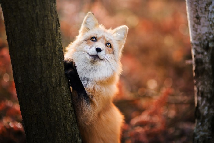 Fox peeking from behind a tree trunk