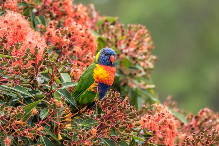 Rainbow Lorikeet perched on flowering tree