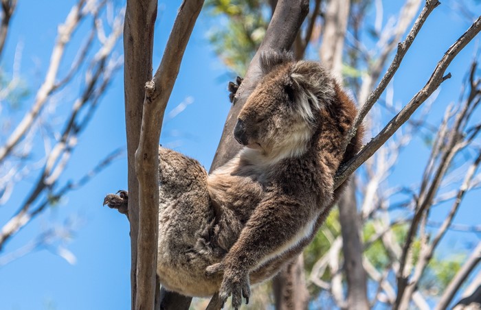 Koala resting on tree branches