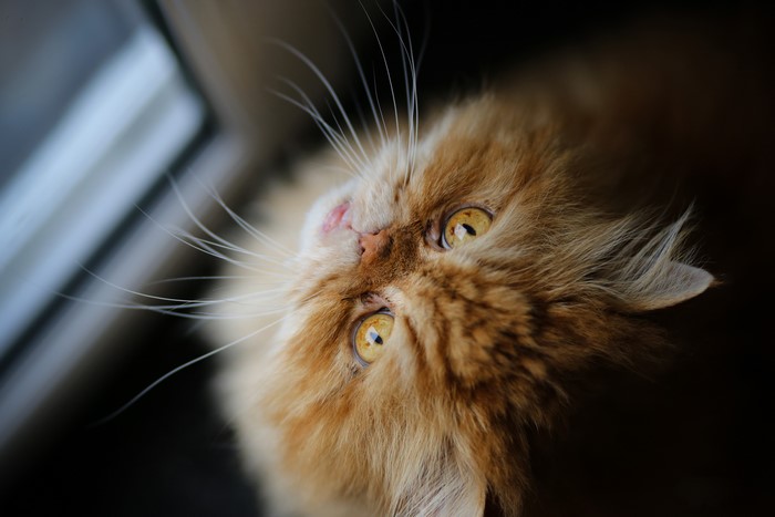 Close-up of a fluffy ginger Persian cat
