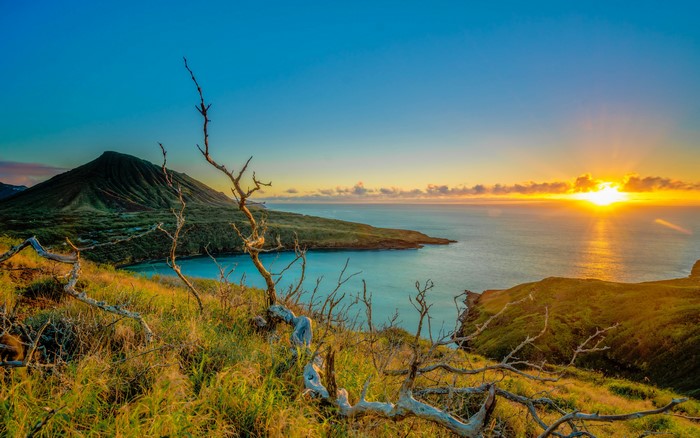 Sunrise over Hawaii coast with mountain and dead branches