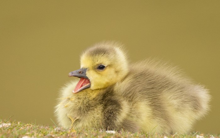 A baby goose chick with its mouth open