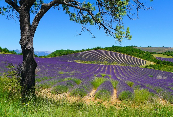 Lavender fields in Puimichel, France with a tree