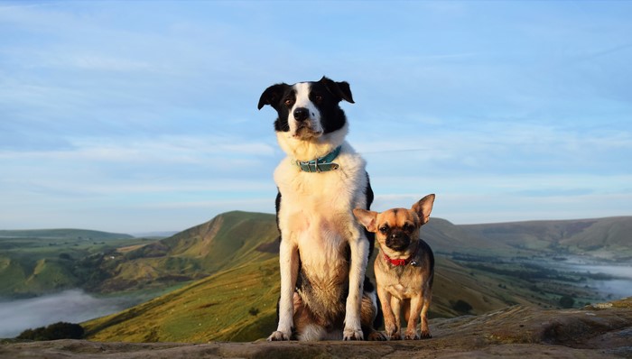Two Dogs, Border Collie and Chihuahua, on a Hilltop