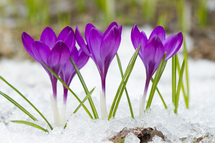 Purple Crocuses in Snow