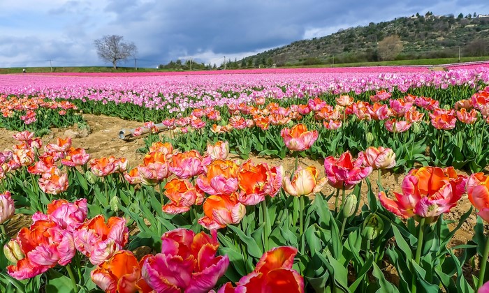 Field of Pink and Orange Tulips
