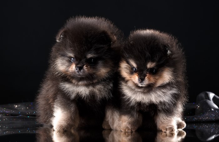 Two fluffy black Pomeranian puppies