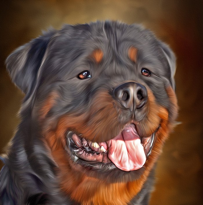 Rottweiler dog with tongue out