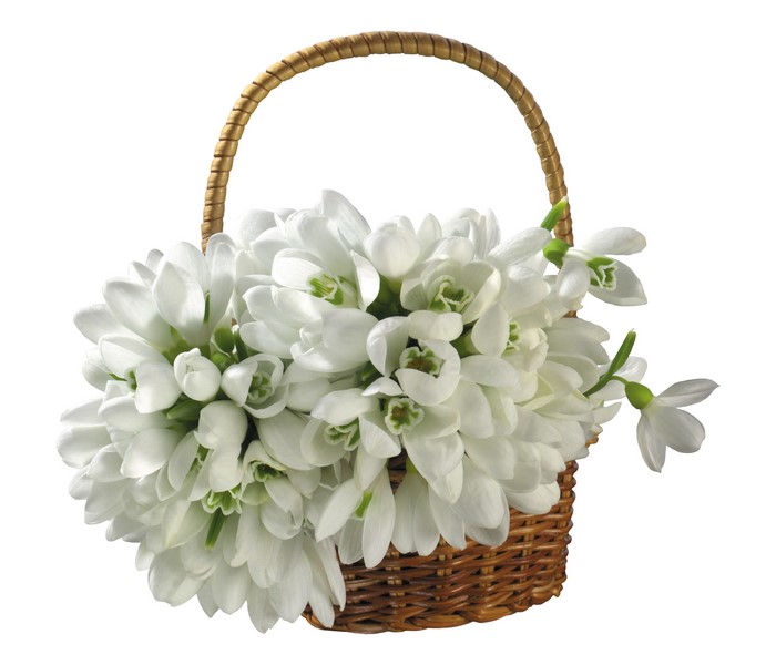 Basket of white snowdrops